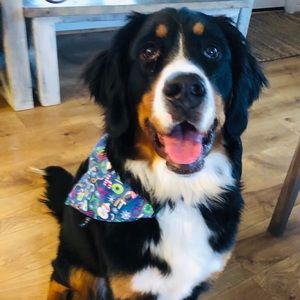 Meet your Posher, Dana